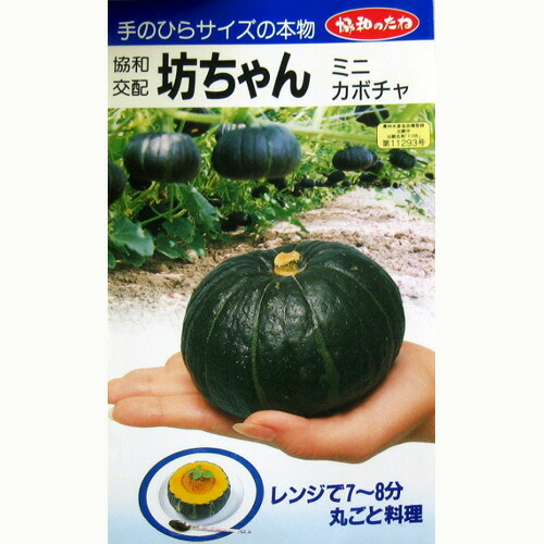 カボチャ　種　【　カボチャの種　小袋　坊ちゃん　】　(8粒)