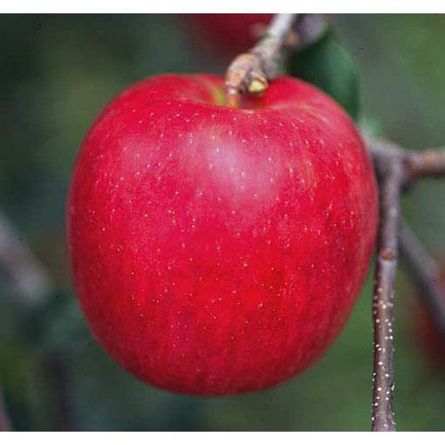 楽天市場】りんご 『 津軽 （ つがる ） 』 15cmポット苗 : 花と緑の