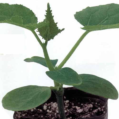 バトラー (カボチャ用台木の種) 350粒