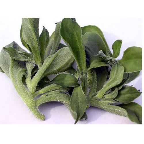 【 アイスプラントプチサラ 】 種子 1ml （ 種 野菜 野菜種子 野菜種 ）