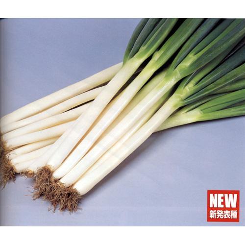 ネギ 種 【 夏扇力強さ  】 内果皮 1デシリットル （ 種 草片 草片内果皮 草片種 ）