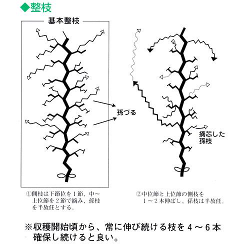 きゅうり 種 エクセレント節成353 350粒 種 野菜 野菜種子 野菜種 Highsoftsistemas Com Br