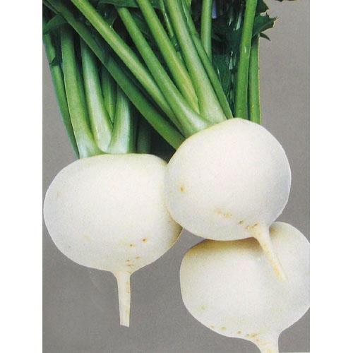 カブ 種 【 耐病ひかり 】 種子 1dl缶 （ 種 野菜 野菜種子 野菜種 ）