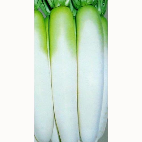 大根 種 【 YRくらま 】 種子 2dl缶 （ 種 野菜 野菜種子 野菜種 ） ★ 8,268円