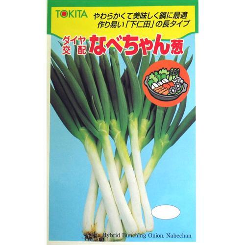 ネギ 種 なべお父ちゃん葱 種 2dl 種 ベジタブル 野菜種子 野菜種 Marchesoni Com Br