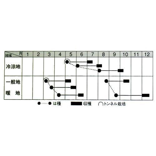 野菜種 家庭菜園 花 ガーデン Diy 大根 種 大根 苗木 苗 菜園くらぶ 園芸用品 おてごろ大根2号 2dl缶 資材 菜園くらぶ 家庭菜園の専門店 農業用 種子 野菜 ガーデニング 野菜種子 種 種