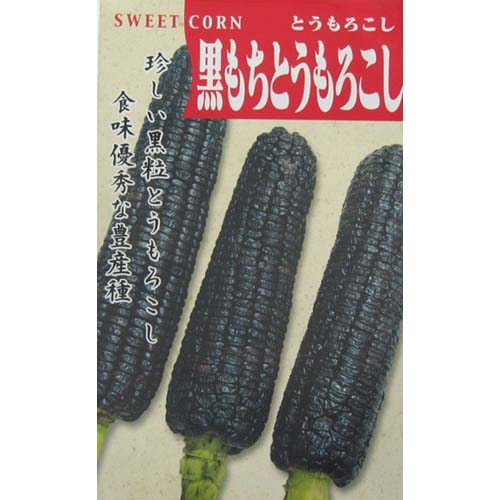 楽天市場 とうもろこし 種 黒もろこし ml 種 野菜 野菜種子 野菜種 菜園くらぶ 家庭菜園の専門店