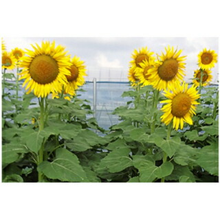 楽天市場】ひまわり種【 緑肥用 40日ひまわり 】6000粒 緑肥 景観用