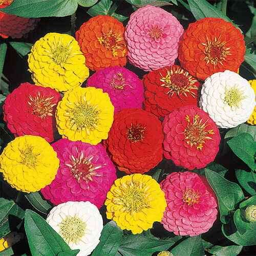 楽天市場】百日草 苗 1ポット 花色お任せ ジニア 3.5号 秋の花 晩秋