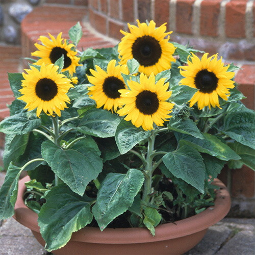 楽天市場】早咲きミニひまわり 小夏 アタリヤ農園 ヒマワリ 種