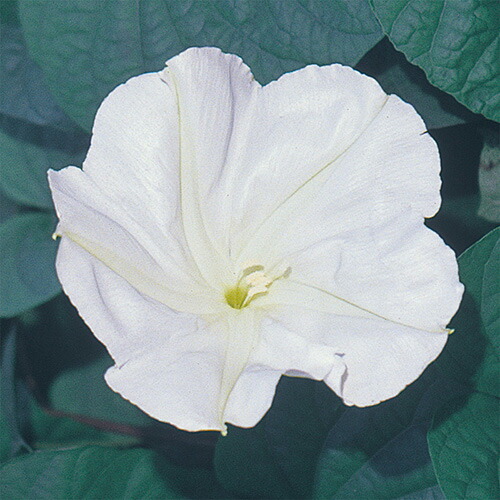 楽天市場】夕顔(ユウガオ) 赤花1株 : あなたの街のお花屋さんイングの森