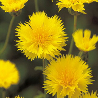 楽天市場 矢車草 セントーレア 種 イエローサルタン 小袋 矢車草 セントーレアの種 花の種 菜園くらぶ 家庭菜園の専門店
