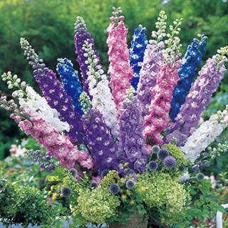 楽天市場 タキイ種苗 草花 種子 デルフィニウム F1オーロラ モーヴ タネのタキイ 楽天市場店