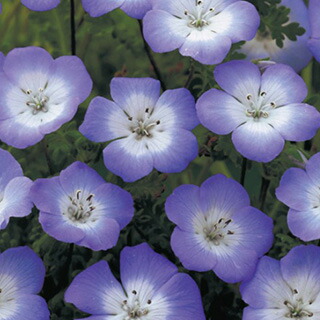 RS　ネモフィラ　種　9種 RS ネモフィラ 種 9種 楽天市場】種子（種類（植物）ネモフィラ