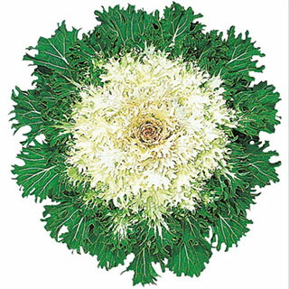 【楽天市場】葉牡丹 種 【 F1 白さんご 】 1000粒 （ 葉牡丹の種 ）：【菜園くらぶ】家庭菜園の専門店