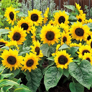 楽天市場】【スモールひまわり（ミニスマイル）】 種・小袋 （1ml） F1