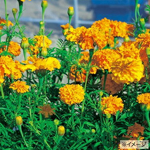 楽天市場】マリーゴールド アフリカン ホワイトゴールドミニ