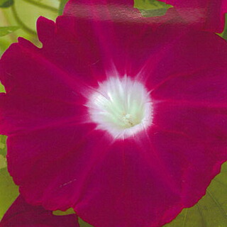 楽天市場 朝顔 種 平安の紅 小袋 約15粒 朝顔の種 花の種 菜園くらぶ 家庭菜園の専門店