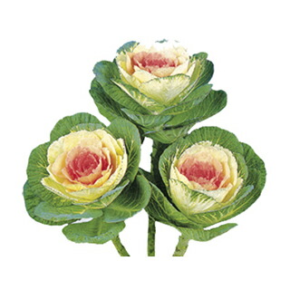 葉牡丹 材料 駿河の初日 小袋 10ml 葉牡丹の種 Mattschofield Com