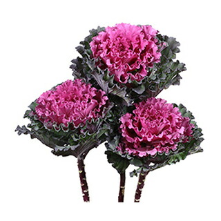 葉牡丹 種 ロウ女流 小袋 1000玉 葉牡丹の種 Mattschofield Com