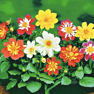 楽天市場 ダリア 種 ハーレクインミックス 小袋 ダリアの種 菜園くらぶ 家庭菜園の専門店