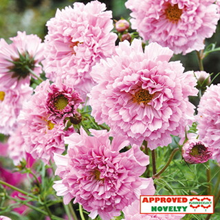 楽天市場】コスモス（秋桜） 種 【 センセーション混合 】 1dl