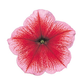 楽天市場 ペチュニア 種 バカラ レッドベイン 1000粒 ペチュニアの種 花の種 菜園くらぶ 家庭菜園の専門店