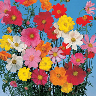 コスモス 種 【 パレード 特選混合 】 1L （ コスモスの種 花の種 ）｜【菜園くらぶ】家庭菜園の専門店