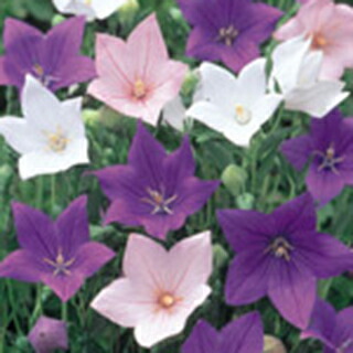 桔梗 楽天市場】桔梗(キキョウ)苗 高性種 一重咲き あずき色 3号苗