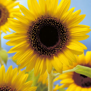 ひまわり⭐︎ ひまわり Amazon.co.jp: ZXHYWYM ひまわり キャンバス ウォールアート