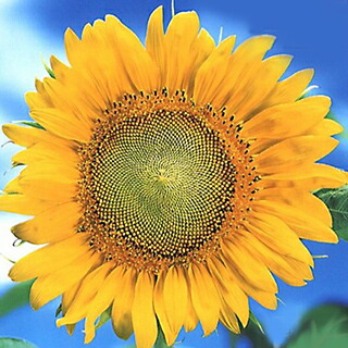 ✻ひまわりページ①✻ Amazon.co.jp: ひまわり: ミュージック