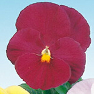 楽天市場 パンジー 種 Lrオトノ ローズ Primax 1000粒 パンジーの種 花の種 菜園くらぶ 家庭菜園の専門店