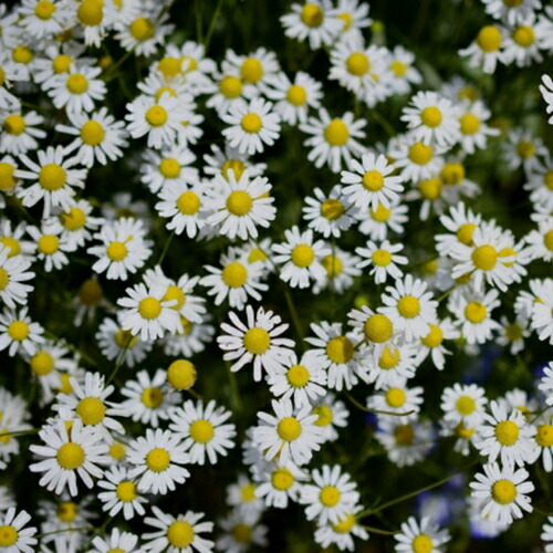 楽天市場 ハーブ 苗 ローマンカモミール 4本セット 菜園くらぶ 家庭菜園の専門店
