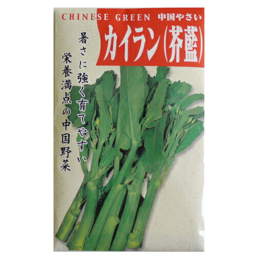 【冷蔵便】芥蓝/芥藍/カイラン/カナー/朝採り/千葉県産/約3kg入 冷蔵便】芥蓝/芥藍/カイラン/カナー/朝採り/千葉県産/約3kg入