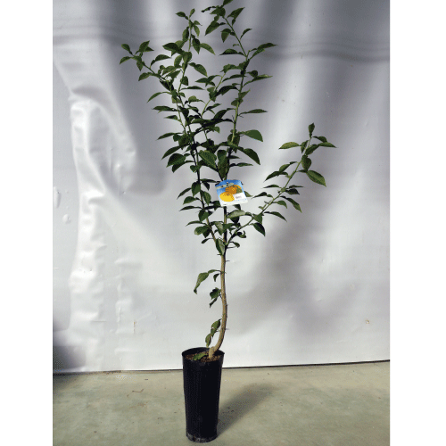 楽天市場 柑橘類の苗 グレープフルーツルビー 2年生苗木 雑柑 かんきつ カンキツ 柑橘 苗 菜園くらぶ 家庭菜園の専門店