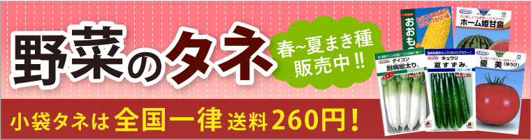66円 春新作の ハーブの種 フェンネル 実咲小袋 野菜の種
