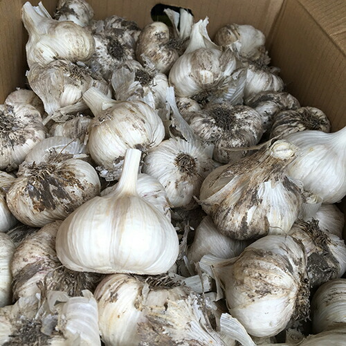 楽天市場】にんにく種球 嘉定種 国産 500g（約7～10球分