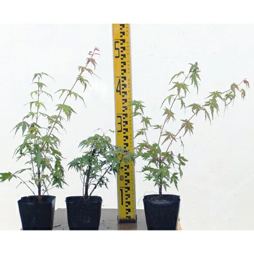 楽天市場】イロハモミジ（紅葉）1本植え 苗 苗木 : 日本花卉ガーデン