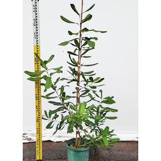 楽天市場】ピスタチオ 植木 苗 : SORA