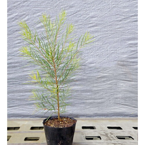 楽天市場】アカシア ポートリンカーンワトル 大苗 シルバーグレイの細