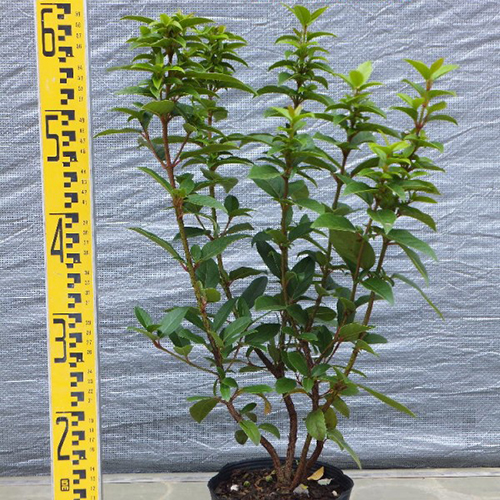 【激レア】リグナムバイタ・癒瘡木の越冬した実生苗1 m29394966553_1.jpg?1753685184