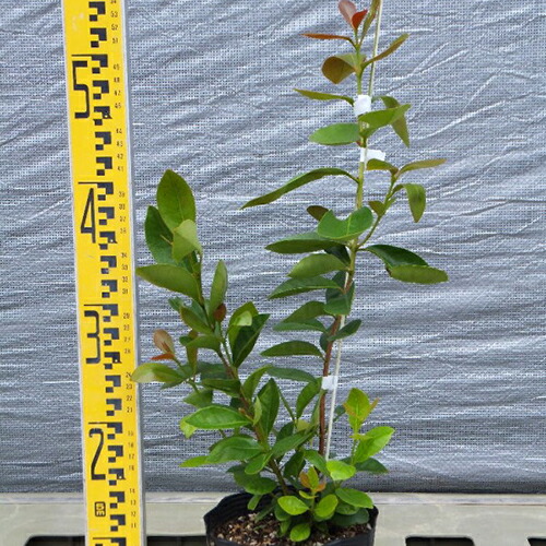 楽天市場】ストロベリーグアバ(赤実グアバ）レッドストロベリー