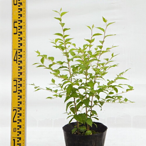 常緑エゴノキ（トキワエゴノキ）株立　約1.3m 常緑エゴノキ（トキワエゴノキ）株立 約1.3m 常緑エゴノキ