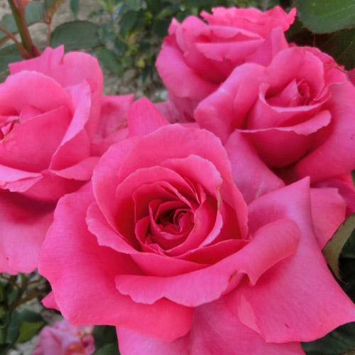 楽天市場】バラ苗 (予約販売) 【エンジェルフレグランス】 2年大