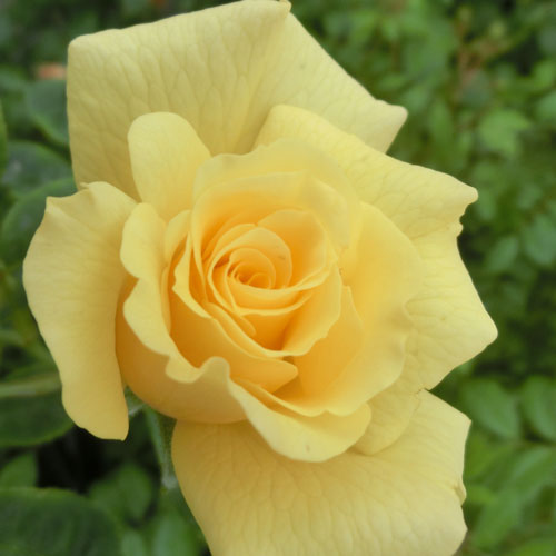 楽天市場 バラ苗 ガーデナーズグローリー 2年大株苗 4号鉢 クライミングローズ つるバラ 菜園くらぶ 家庭菜園の専門店