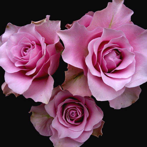 ランブリングエンジェル　バラ売り可能 楽天市場】バラ苗 (予約販売) 【エンジェルフレグランス】 2年大