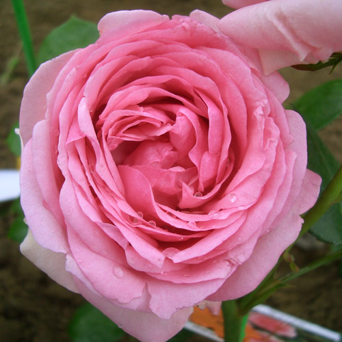 楽天市場】バラ苗 【ハイドホール】 2年生大苗 6号ポット : 苗木