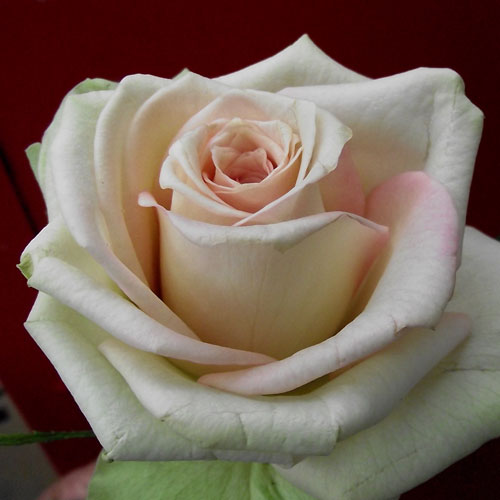 楽天市場】【バラ苗】 プリンセス アン 2年生大苗 イングリッシュ