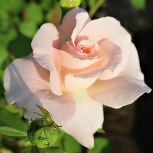 楽天市場】バラ苗 (予約販売) 【エンジェルフレグランス】 2年大株苗 4