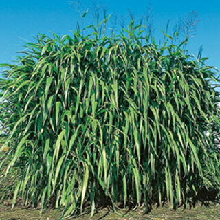 緑肥・草藁 種 【 ギニア共和国水のみ ナツカゼ 】 内果皮 1kg （ 種 蔬菜 蔬菜内果皮 蔬菜種 ）